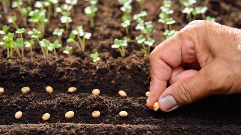 Семь устойчивых к зиме овощей, которые можно высаживать уже в феврале