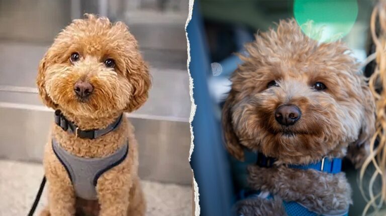 Полицейский, спасший и усыновивший собаку, нашел ей дом в Лас-Вегасе