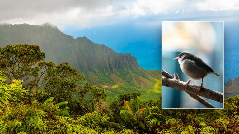 Влияние распространения малярии среди птиц угрожает экосистемам Гавайев и популярному туристическому направлению