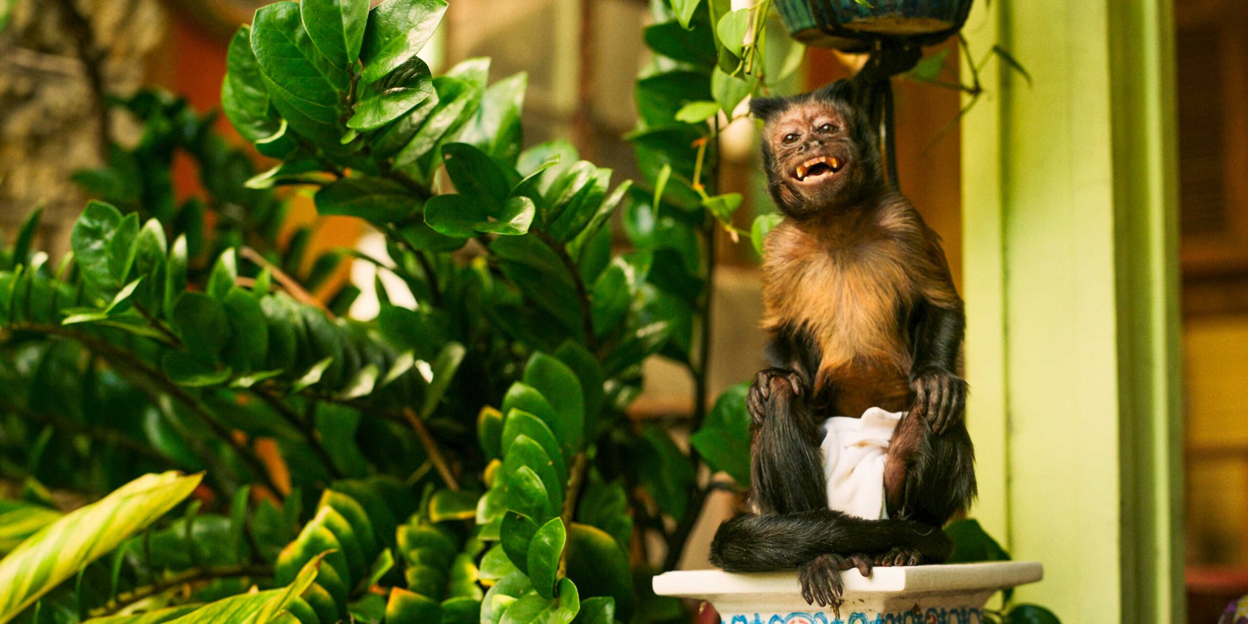 Дрик, обезьяна, в 10-й серии 1 сезона "Bad Monkey"