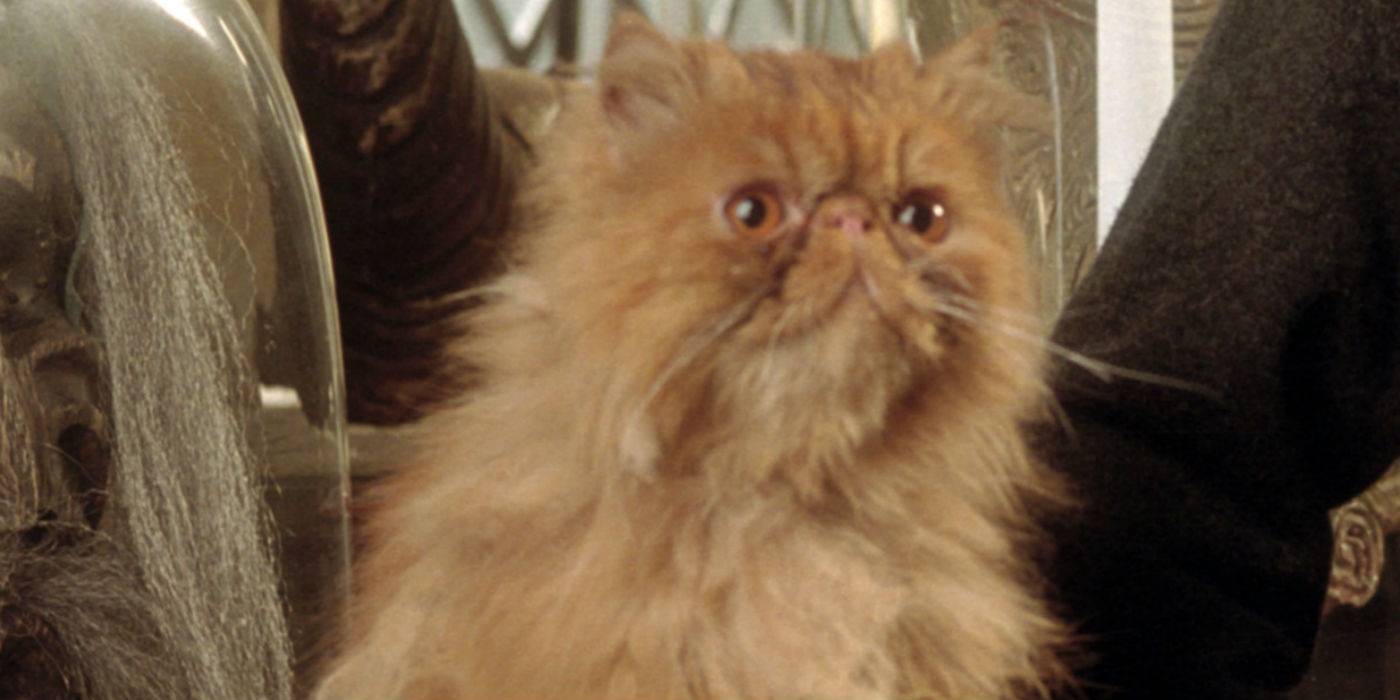 Крукшанкс, кот в "Гарри Поттер и Азкабан"