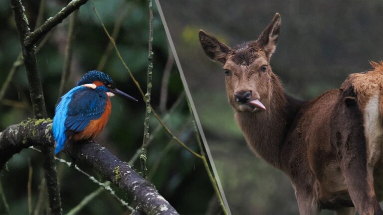 Как подготовиться к съемке дикой природы: 7 профессиональных советов для впечатляющих фотографий