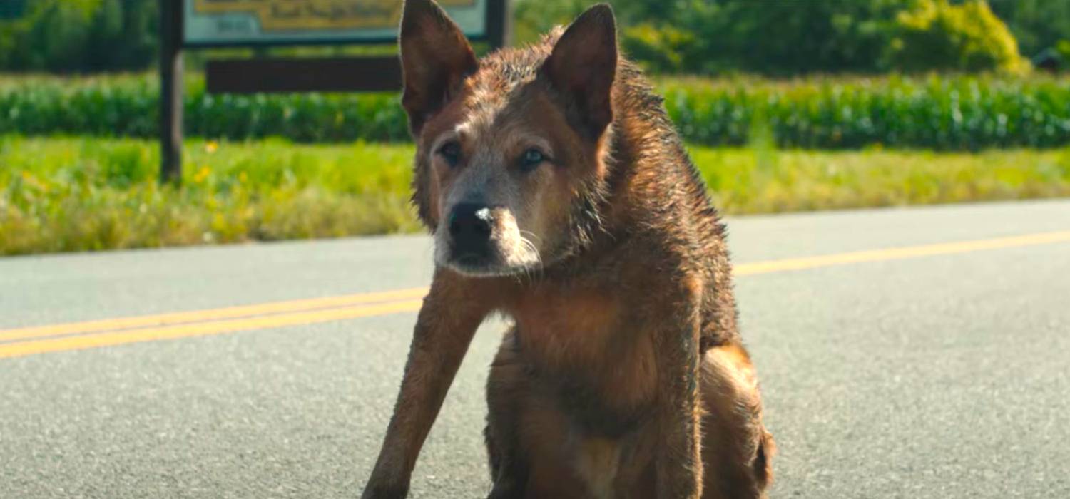 Собака, приседающая на дороге в "Pet Sematary: Bloodlines"