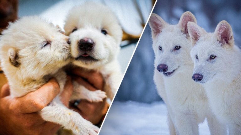 Компания из США заявляет о воссоздании вымерших более 12 500 лет назад волков, известных по сериалу «Игра престолов»