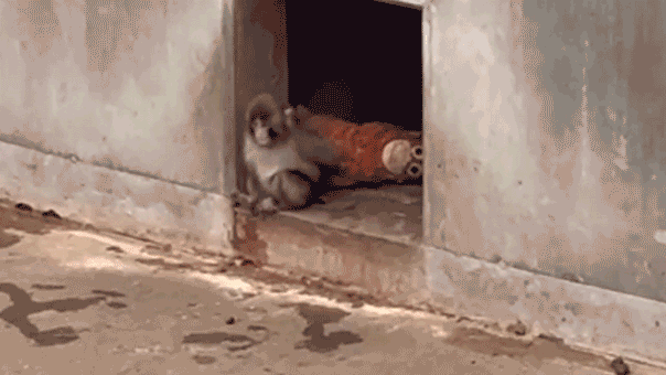 Маленький заблудший макак нашел утешение в мягкой игрушке после оставления матерью при рождении