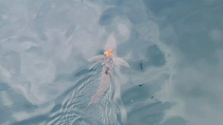 Уникальное видео зафиксировало необычное взаимодействие осьминога и мако-акулы у берегов Новой Зеландии