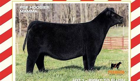 Willoughby Livestock Sales Sheep Hoosier Daddy Cattle Group (недоступная ссылка — история).