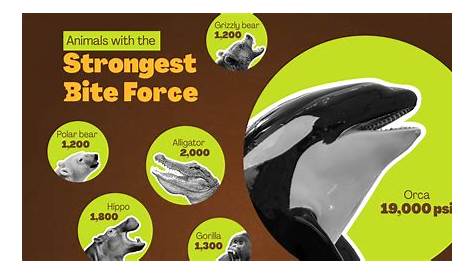 Орка укусила Ньютона Крокодилиан С