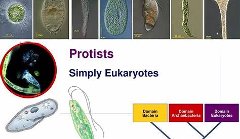 Протисты Гетеротрофы Ppt Powerpoint Presentation Id2375340