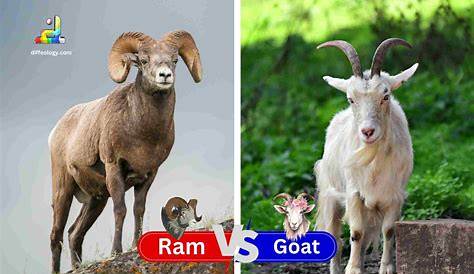 Являются ли козлы и рамсы одними и теми же 5 ключевыми отличиями между фактами фауны?