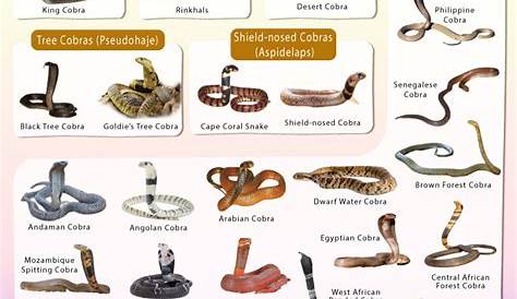 Группа Кобр, названных Кобра Факты Типы Диет Репродукция Классификация Фотографии