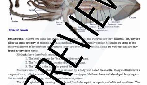 Где отходы выходят из лаборатории диссекции кальмаров