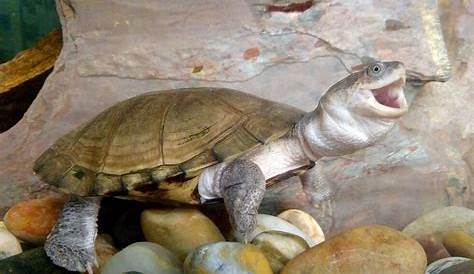 Африканские черепахи сиденек вводят в спячку руководство по уходу за черепахами и профиль видов