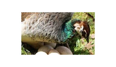 Пейенс откладывает яйца без спаривающихся пекоков?