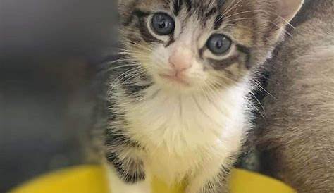 Сезон спасения животных Хоффмайера в Таваресе полностью разросся