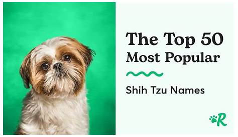 Ших Цу Кеннел назвал 350+ уникальных и лучших