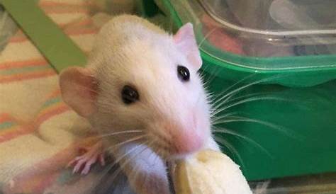 Мыши едят бананы на Youtube