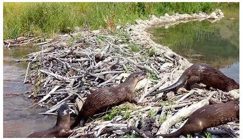 Dos Otters Build Dams Beaver Dam Cam Cross Beaver Dam Complex Youtube (недоступная ссылка — история).