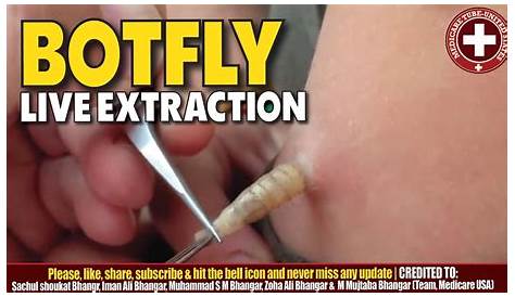 Может ли ботфлай убить кота, зараженного Lrv Removl?