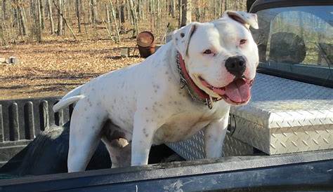 Американские бульдоговые кеннели в Техасе