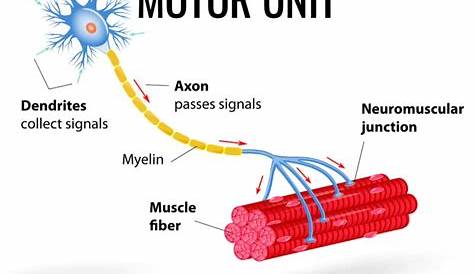Моторный блок состоит из Quizlet Digrm