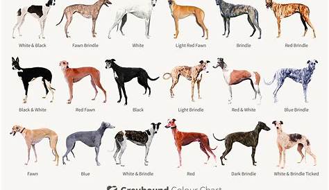 Что обычно умирают грейхаунды