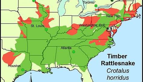 Массасауга Рэттлснейк Карта Огайо на тему природы Древесина!