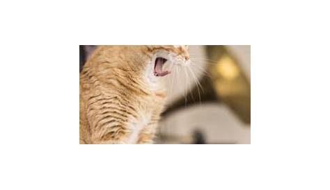 Ретард-кошки — это мой кот? — Вот что говорят эксперты о Петкоссете