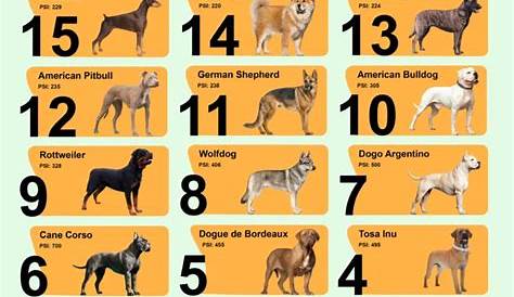 Немецкая овчарка укусила собаку Зарядная диаграмма Ecolesetformations Fr