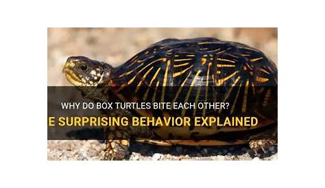 Укусит ли черепаха коробку, чтобы узнать шокирующую правду?