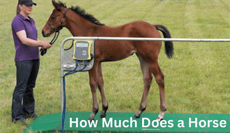 Что весит среднеквартальная лошадь сколько