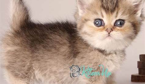 Мунчкин Кот на продажу Сан-ДиегоПодкаст Html Диего Ка 249886 Петцловер