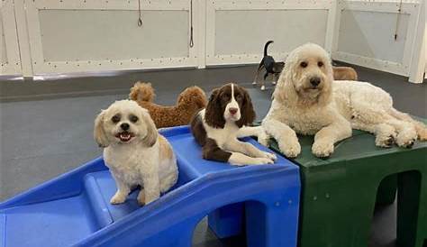 Линия найма вакансий Doggy Daycare открывает идеальный вариант в Fido Fitness Club®