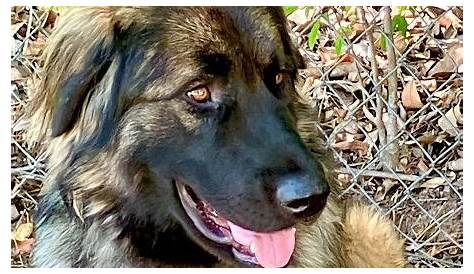 Анатолийская овчарка спасает Техас Принято 24010900184 Бастроп Tx