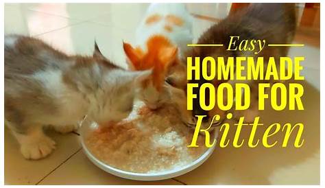 Как доить кошку вручную Mke Homemde Kitten Kitten Food Youtube