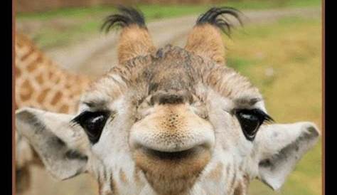 Смешной и веселый утренний мем для него 101 желающий прекрасного дня и ее