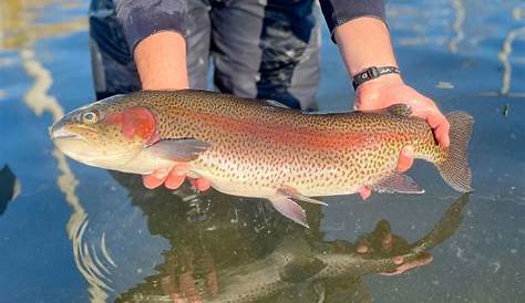 Расписание запасных частей Ny Trout 2025 Энджи Бобетт