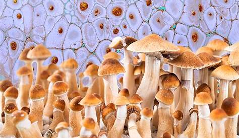 Золотые учителя Грибы Карьера Волшебные Грибы становятся популярными в Британской Колумбии