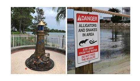 Маяк Memorial Gardenasearch привел к тому, что 250 аллигаторов были удалены из собственности Disney во Флориде