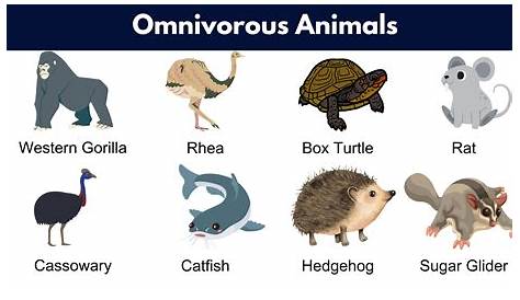 Является ли змея всеядным гнёздой Nd Lt всеядных гнёзд в англ. 7esl