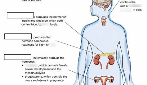 Эндокринный квизлет системная диаграмма