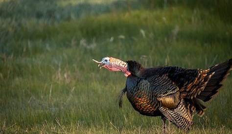 Весенний турецкий сезон в Вирджинии Вирджии Первый!!!