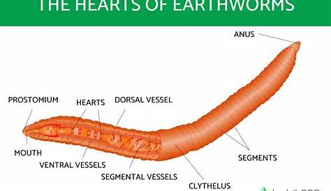 Есть ли у червя кости есть список лыж