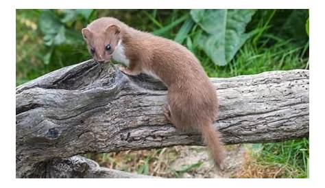 Какие животные едят кусочки? — Всемирная природа