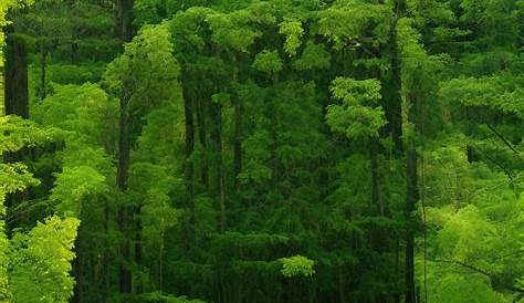 Eye Squint Meme Your Blank Template (альбом)