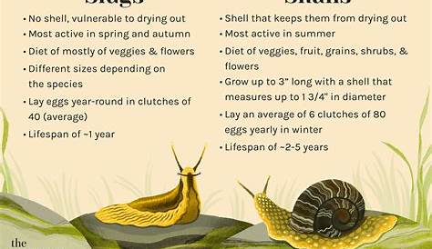 Есть ли у слизняка костяной снил без кроссворда Shell Prntbl Concejomunicipldechinu Gov Co