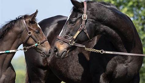 Зенитта Конь Педигре Королева Гонок