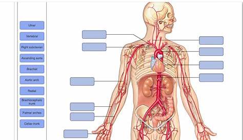 Деятельность по маркировке произведений искусства Основные системные артерии решили обзор