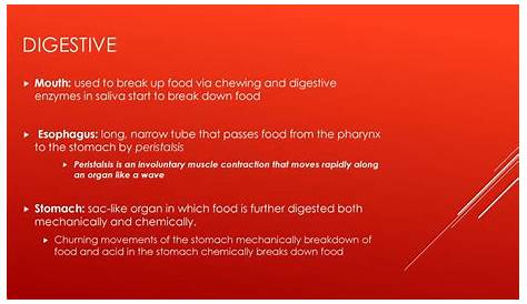 Какая структура лягушки разрушает пищу с ферментом и обдирающими стоковыми фотографиями и стоковыми изображениями Alamy