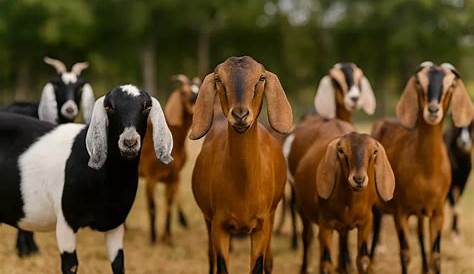 Сколько живут нубийские козы? Ваш путеводитель по продолжительности жизни козла в 2021 году